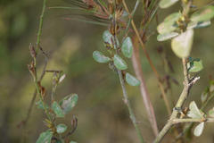 Alysicarpus longifolius